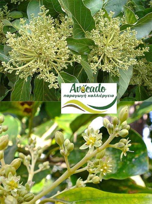 Spraying avocado during flowering and cultivation