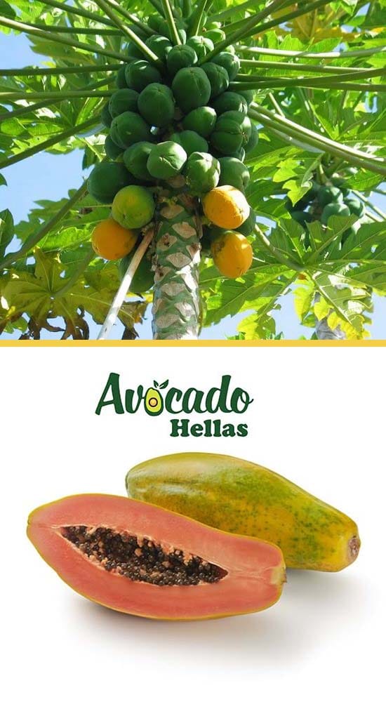 παπαγια-papaya-φυτα-φυτώρια-καρποί
