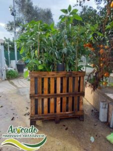 Αβοκάντο: καλλιέργεια και  χαρακτηριστικά