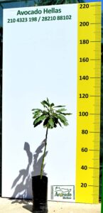 avocado-cultivation-tree-Greece-chania-kriti