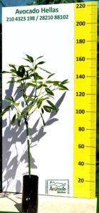 αβοκαντο καλλιεργεια-φυτό καλλιεργια δεντρο ελλαδα χανια κρητη
