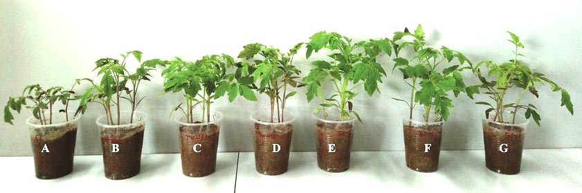 Βιολογική Θεραπεία πρόληψη ριζικού συστήματος φυτών-δέντρων από μύκητες
