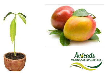 Μάνγκο, mango, καλλιέργεια, χαρακτηριστικά, ιδιότητες, πότισμα