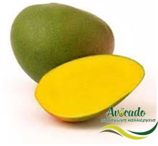 Κύριες ποικιλίες μάνγκο, mango, ποικιλίες, χρώματα, γεύση