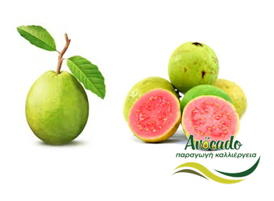 Γκουάβα, guava, καλλιέργεια, κλίμα, συνθήκες, πότισμα, χαρακτηριστικά