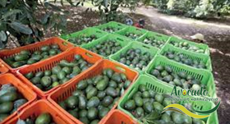 αβοκάντο, avocado, εταιρεία, μεξικό, εξαγωγές, επένδυση, κίνα