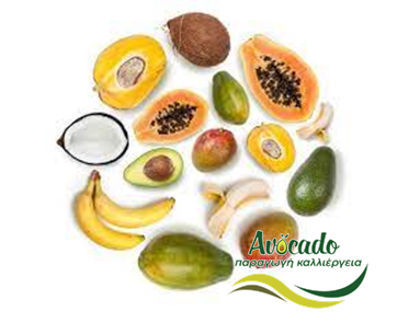 εξωτικά φρούτα, εξαγωγές, καλλιέργεια, αβοκάντο, λίτσι, μάνγκο
