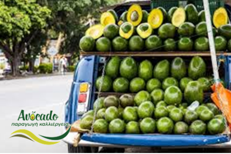 αβοκάντο, avocado, εταιρεία, κολομβία, οικονομία, επένδυση, πωλήσεις