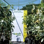 μαγκο αβοκαντο φυτωριο ελλαδα χονδρικη μαγκο αβοκαντο φυτωριο ελλαδα χονδρικη