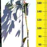 αβοκαντο καλλιεργια φυτωριο ισπανια τιμη χονδρικλης αβοκαντο καλλιεργια φυτωριο ισπανια τιμη χονδρικλης