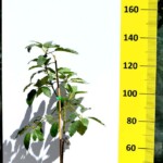 avocado-cultivation-plant-greece-chania-Crete avocado-cultivation-plant-greece-chania-Crete