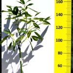 αβοκαντο καλλιεργεια-φυτό καλλιεργια δεντρο ελλαδα χανια κρητη αβοκαντο καλλιεργεια-φυτό καλλιεργια δεντρο ελλαδα χανια κρητη